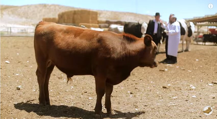 Temple Institute Working to Get a Kosher Red Heifer for Jewish Temple Beit Hamikdash