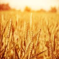Wheat