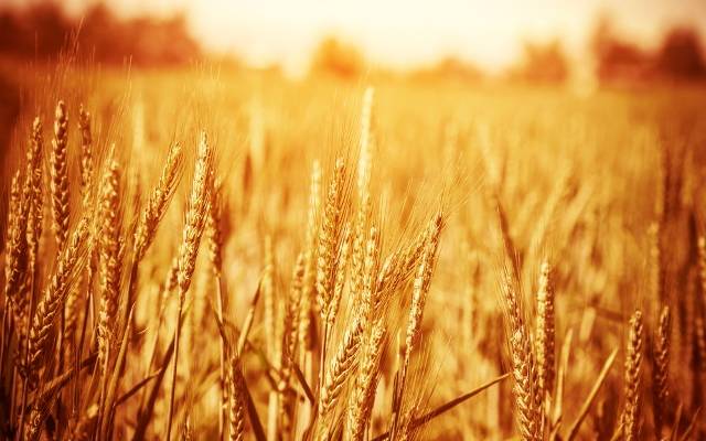 Wheat