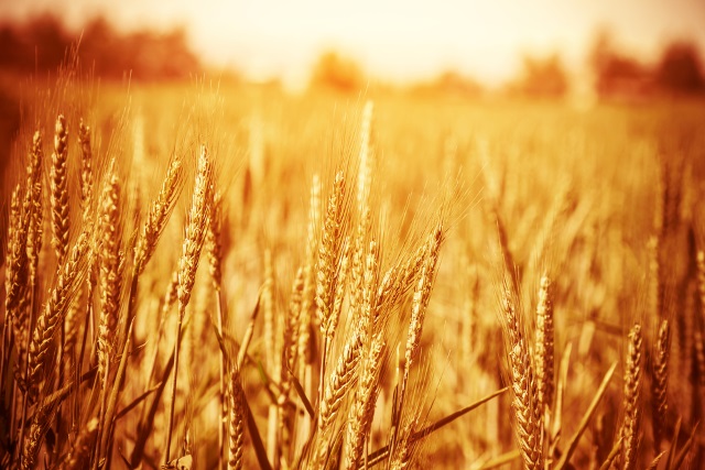 Wheat