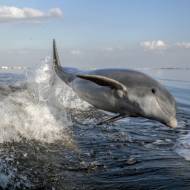 Dolphin