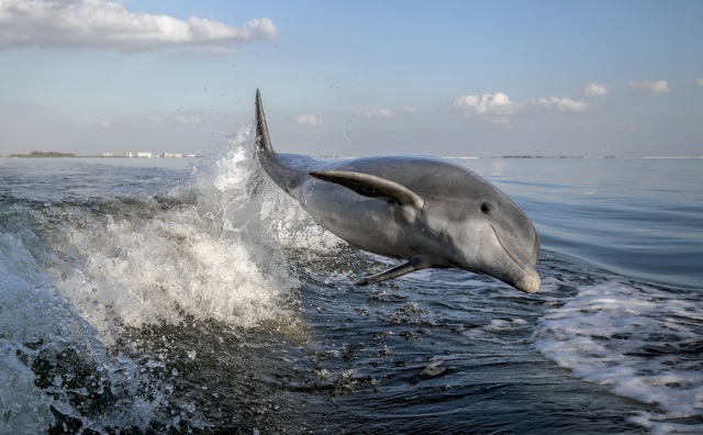 Dolphin