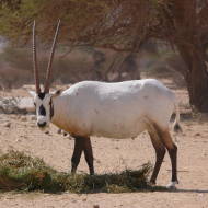 Arabian oryx