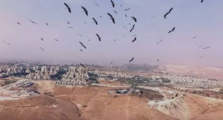 The Astounding Beauty of Israel - Storks Flying on Thermals