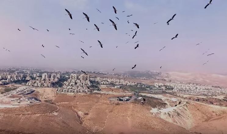 The Astounding Beauty of Israel - Storks Flying on Thermals