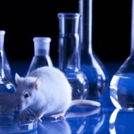 lab rat