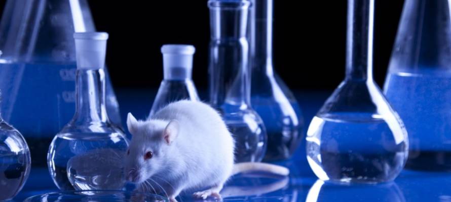 lab rat