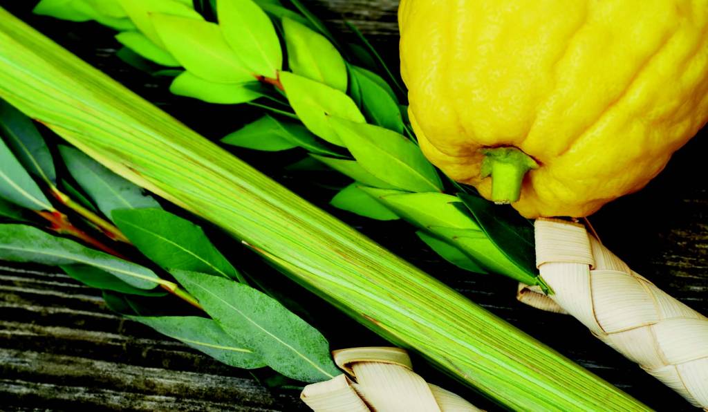 Lulav and etrog