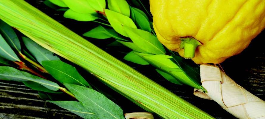 Lulav and etrog
