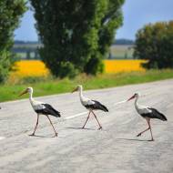 Bird migration