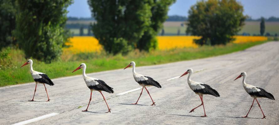 Bird migration