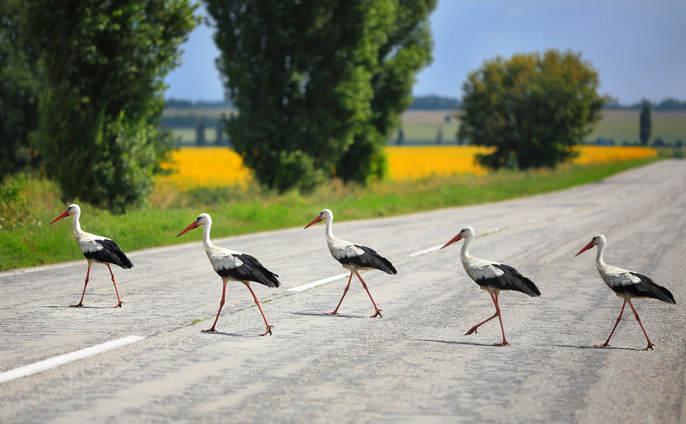 Bird migration
