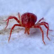 Phytoseiulus-persimilis