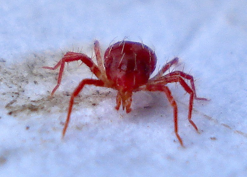 Phytoseiulus-persimilis