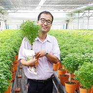 Basil Bonsai Israel Japan