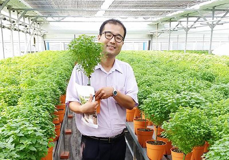 Basil Bonsai Israel Japan