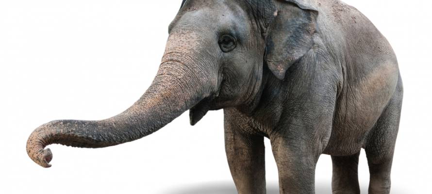 Israel elephant