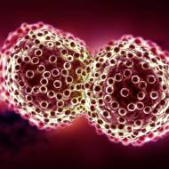 cancer cells
