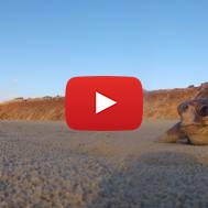 In Israel All Life is Precious Even If You're a Turtle