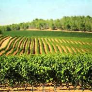 Israeli agricultural innovation