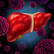 Liver