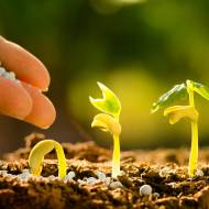 Israeli seeds