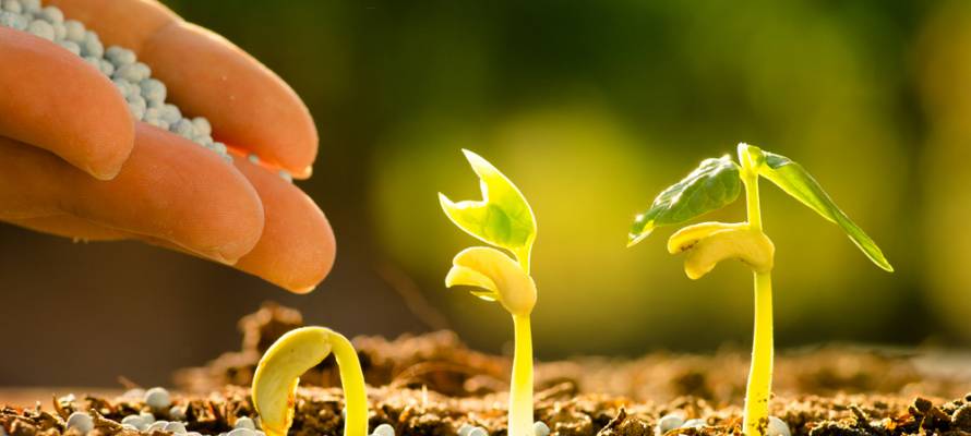 Israeli seeds