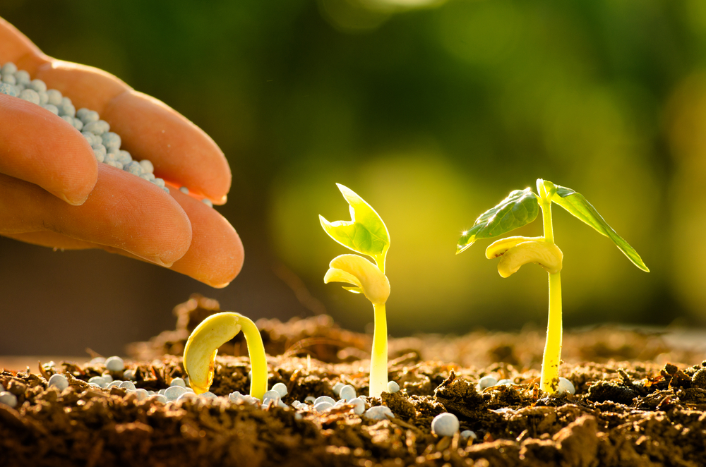 Israeli seeds