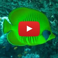 green fish in Israel