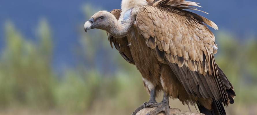 Israeli vulture