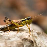Israel Grasshopper robot