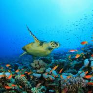 Sea Turtle Rescue and Rehabilitation Center