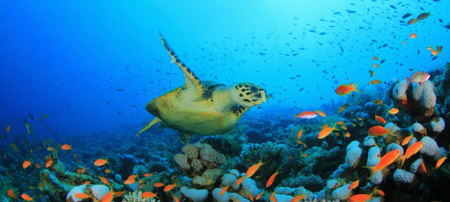Sea Turtle Rescue and Rehabilitation Center