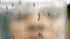zika virus