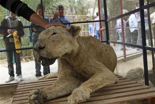 Gaza lion
