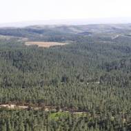 Yatir Forest