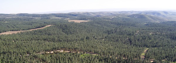 Yatir Forest