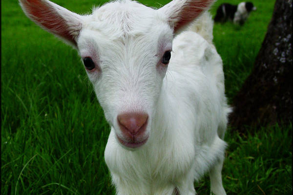 goat