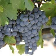 Gush Etzion Winery