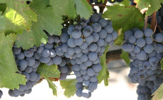 Gush Etzion Winery