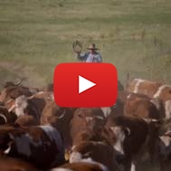 Cowboy in the Golan Heights