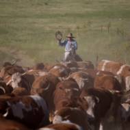 Cowboy in the Golan Heights