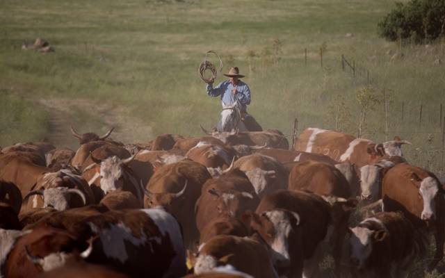 Cowboy in the Golan Heights