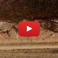 wildlife nature reserve in the arava desert