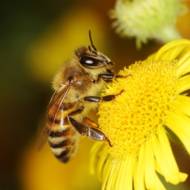 Bee flower