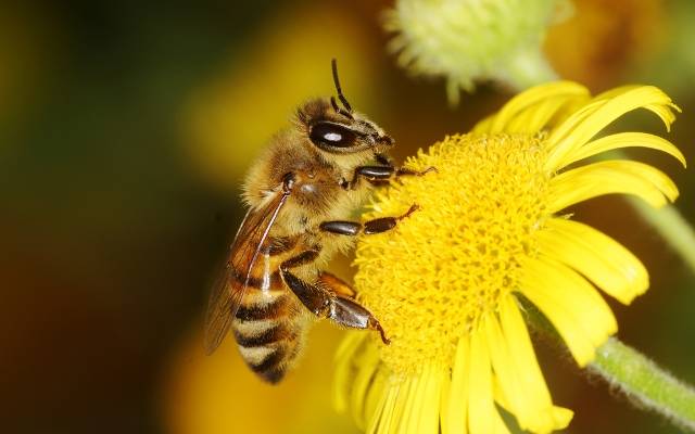 Bee flower