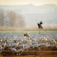 Birds Israel
