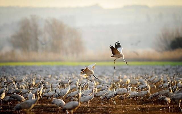 Birds Israel