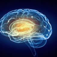 Brain research