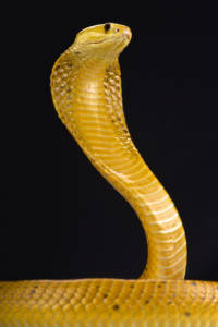 snake